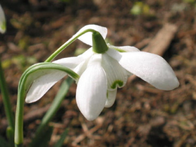 Gefuelltes_SG_09.jpg
