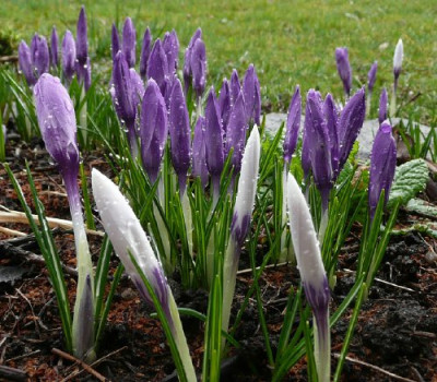 crocus090315.jpg