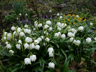 leucojum090315.jpg