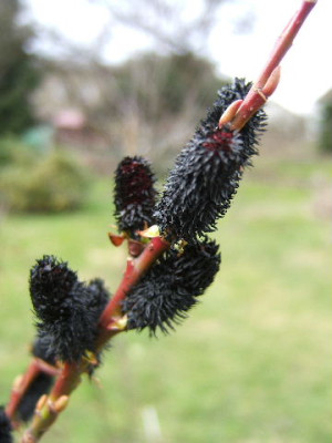 DSCF6622.JPG