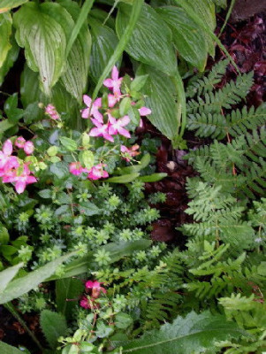Fuchsie_waldmeister_farn_hosta33.jpg
