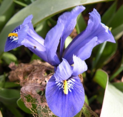 iris_blau.JPG