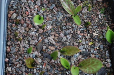 E.oreganum-2009.jpg