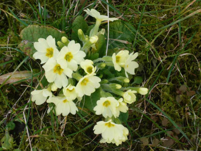 Primula_2009.jpg