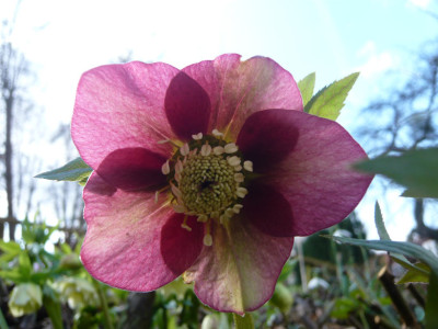 Helleborus-1-2009.jpg
