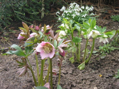 Anemone_rosa_Punkte_ganz_09.jpg