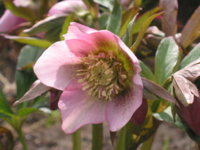 Anemone_rosa_Punkte_09.jpg