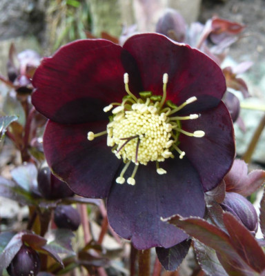 Helleborus-2-2009-.jpg