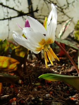 DSCF2111.JPG