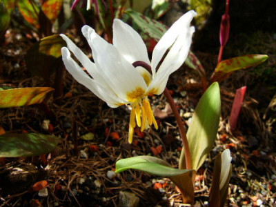DSCF2110.JPG