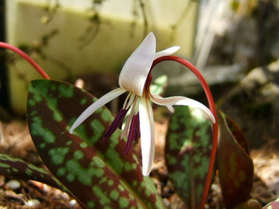 DSCF2113.JPG