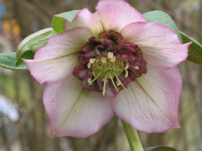 Anemone_Picotee_kaphorn_09.jpg