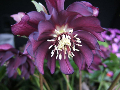 DSCF6637.JPG