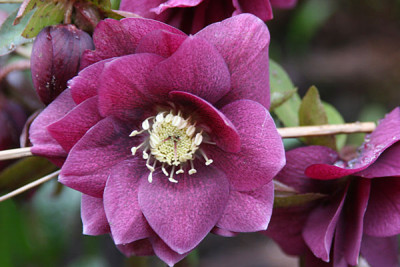 HelleborusOr5.jpg