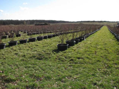 heidelbeeren.JPG