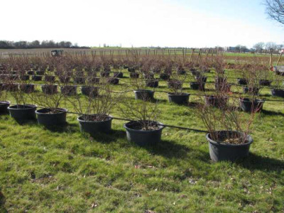 heidelbeeren_2.JPG