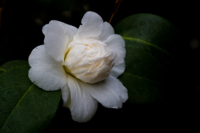 C.anemoniflora-alba.jpg