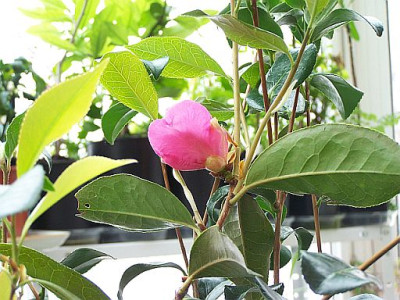 100_1964_Reticulata_seedling_1st_bud____500.jpg