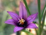 Romulea_linaresii.jpg