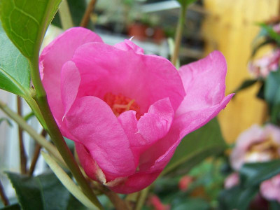 100_1969_1st_flower_Butterfly__Wings_seedling____800.jpg