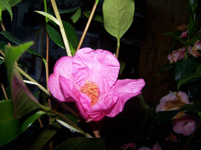 100_1980_Butterfly_Wings_seedling_-_just_open_1st_flower____800.jpg