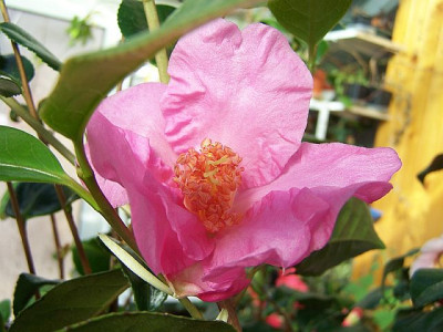 100_1989_Cam._reticulata_Butterfly_Wings_seedling_1st_flower____640.jpg