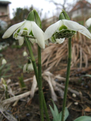 DSCF6625.JPG