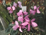 Cyclamen_trochopteranthum.jpg