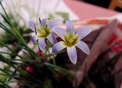 Tecophilea15039.jpg