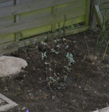 Buddelja-davidii-Black-Knight.jpg