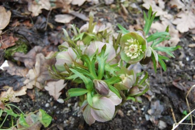 H._purpurascens_09.jpg