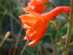 Delphinium_nudicaule.jpg
