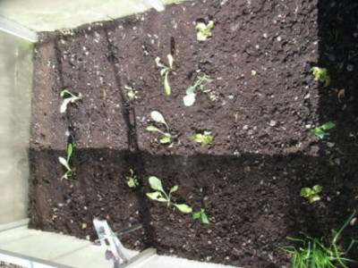 vitaminkiste09.JPG