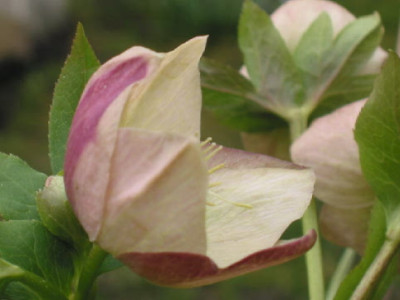 apricot_Saemling_Gartenlady_08.jpg