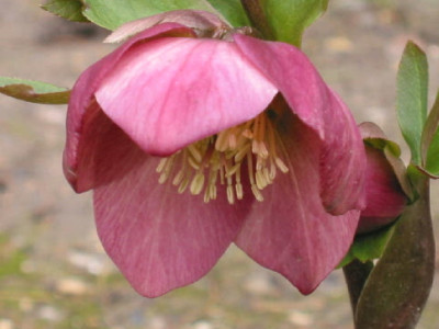 Apricot_Saemling_Gartenlady_09.jpg