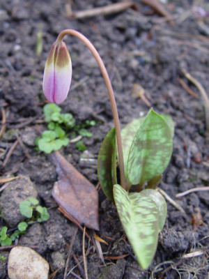 Erythronium_dens_canis_morg.jpg