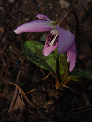 Erythronium_dens_canis_nach.jpg