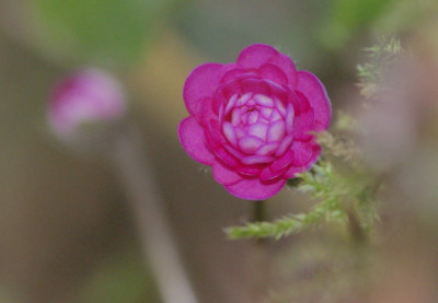 rotes_Leberblumchen.jpg