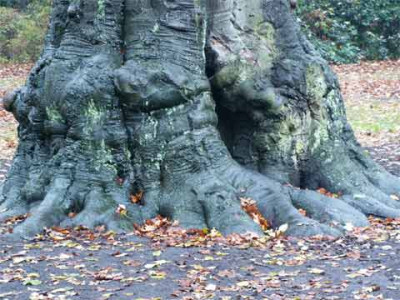 Buche-verwachsung.jpg