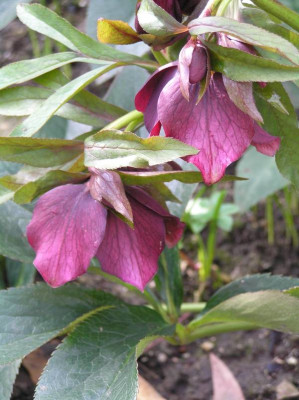 h.orientalis2.JPG