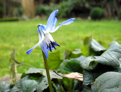 IMG_1126_Scilla_rosenii.JPG