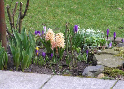 krokusbeet070309.jpg
