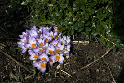 Fruhling1109.jpg
