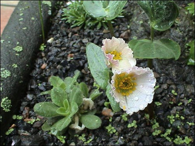 Ranunculus_parnassifolius.jpg