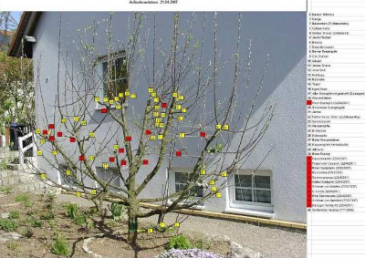 apfelbaum_xxl.jpg