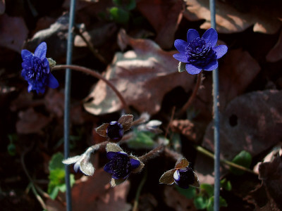 zwerggartenstraumhepatica.jpg