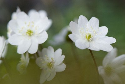 Hepatica-marmorata-Mar1709.jpg