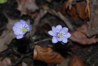 Leberblumchen_bla_gerandelt.jpg