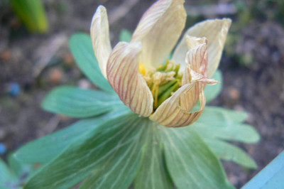 Schwefelglanz_verbluht_090318_a.jpg