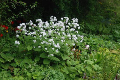 lunaria_rediviva_vollbluete2.JPG